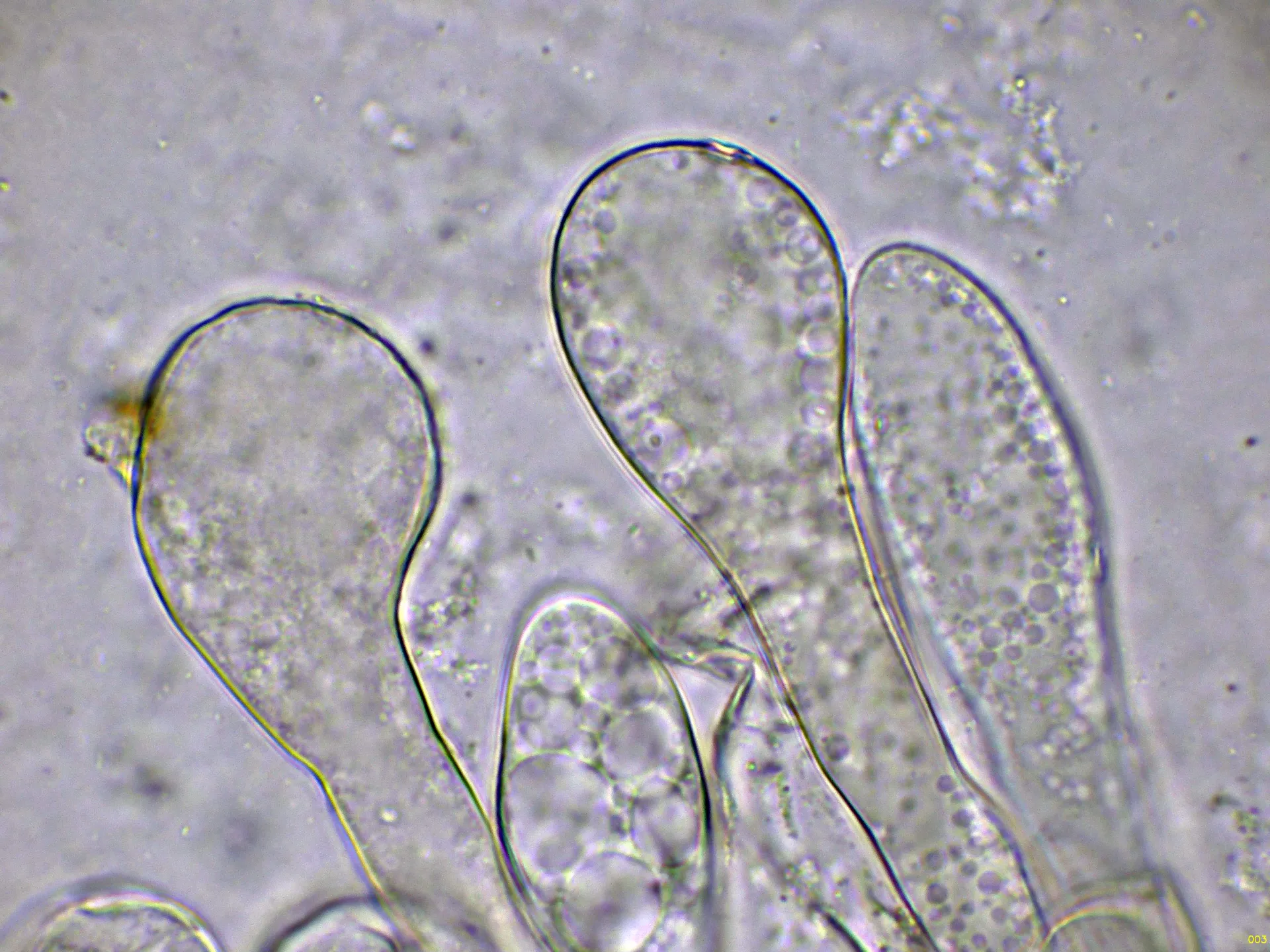 Microscopía de Morchella purpurascens - 10 - Himenio agua -003